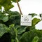 Faux Flower Hanging Basket White Geranium Patio Indoor Garden Lifelike Decor